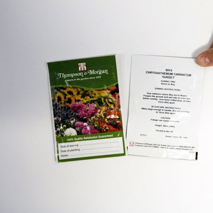 Exemple de spécimen de Graines de Chrysanthème à carène Sunset - Chrysanthemum carinatum le sachet de +/- 300 graines environ (minimum 1g) tel que livré