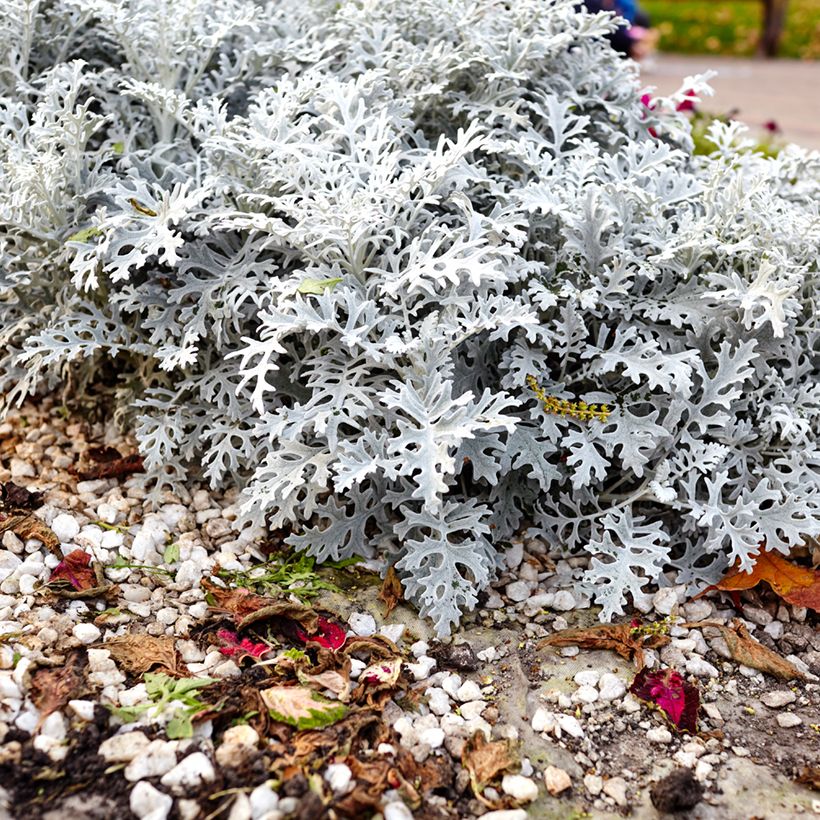 Graines de Cinéraire maritime Silver Dust - Senecio cineraria  (Port)