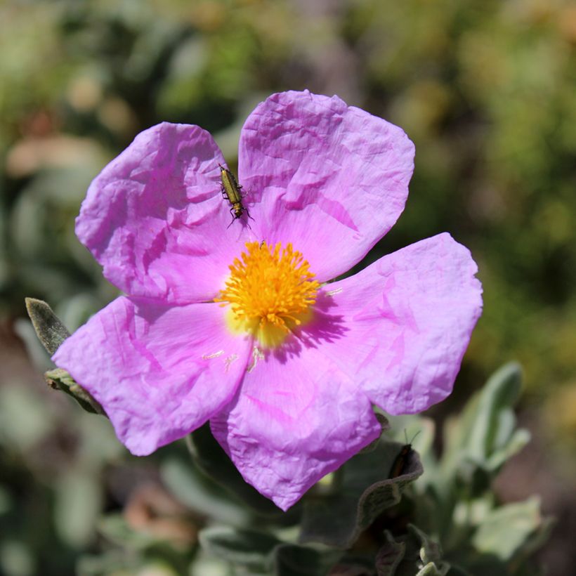 Graines de Ciste cotonneux - Cistus albidus (Floraison)
