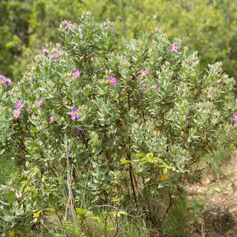 Graines de Ciste cotonneux - Cistus albidus (Port)