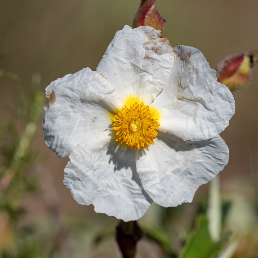 Graines de Ciste de Montpellier - Cistus monspeliensis (Floraison)