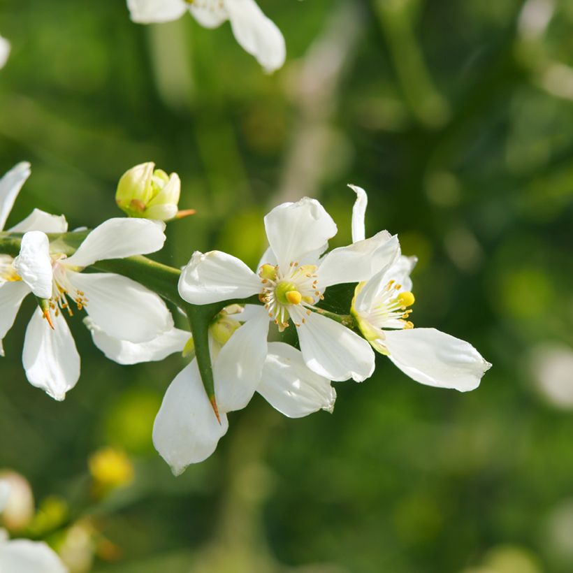 Graines de Citronnier épineux - Poncirus trifoliata (Floraison)