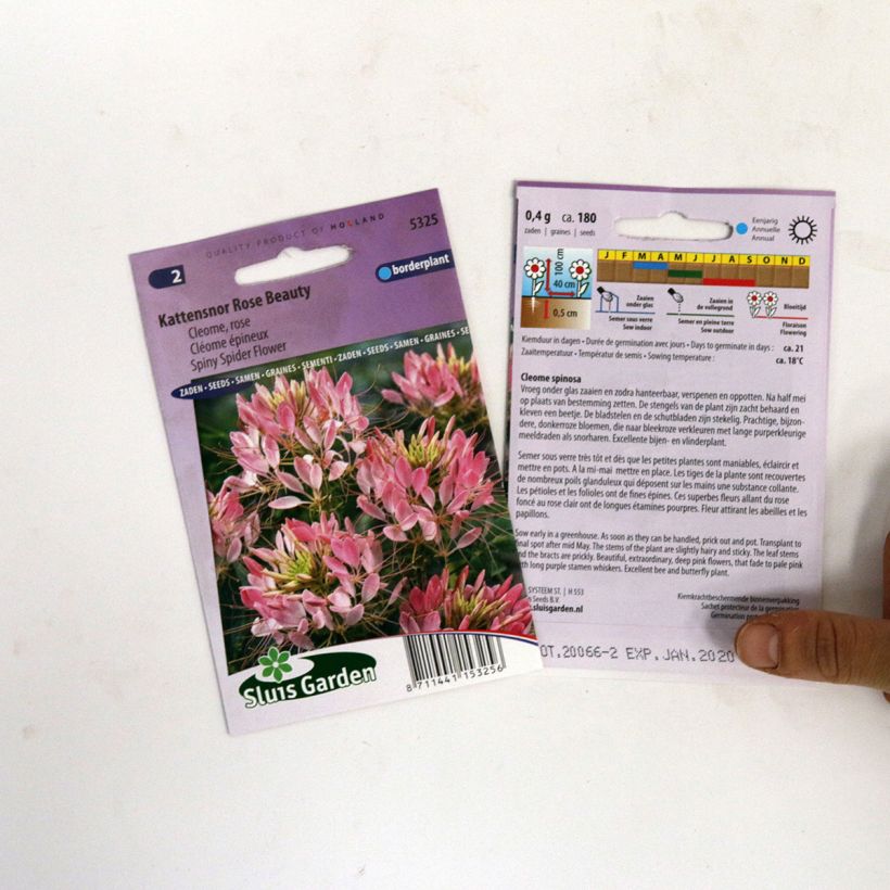 Exemple de spécimen de Graines de Cléome épineux Rose Beauty - Cleome spinosa le sachet de 180 graines environ tel que livré