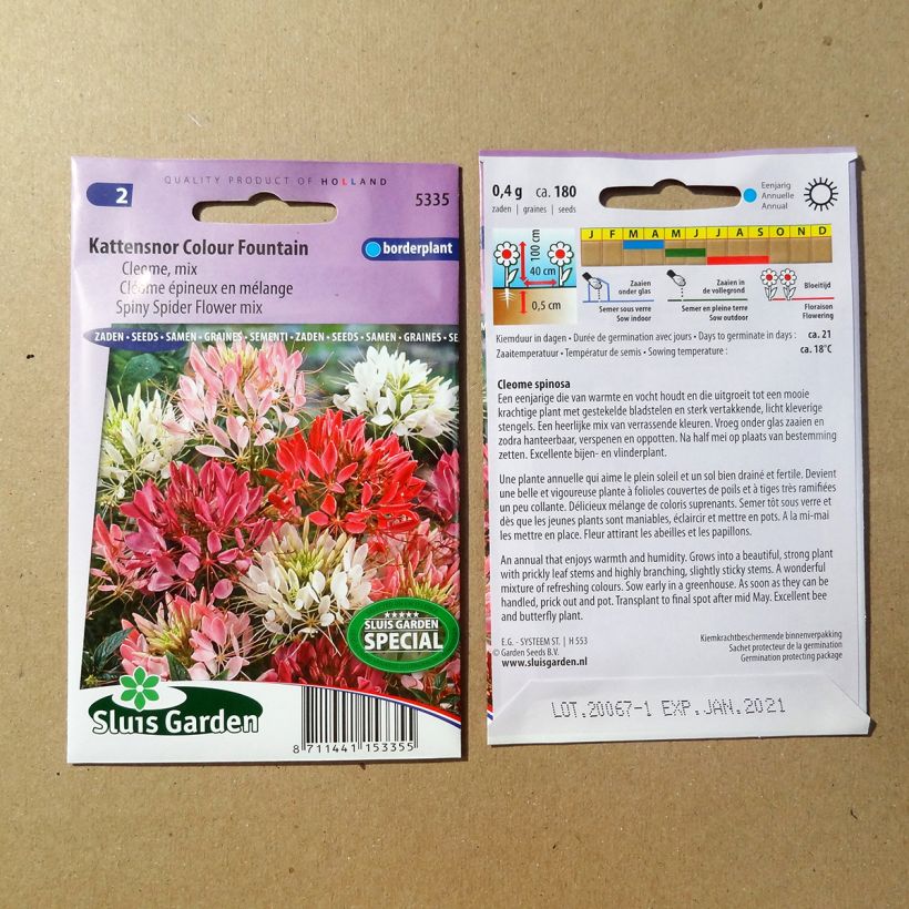 Exemple de spécimen de Graines de Cléome épineux en mélange Colour Fountain - Cleome spinosa le sachet de +/- 450 graines environ (minimum 1g) tel que livré