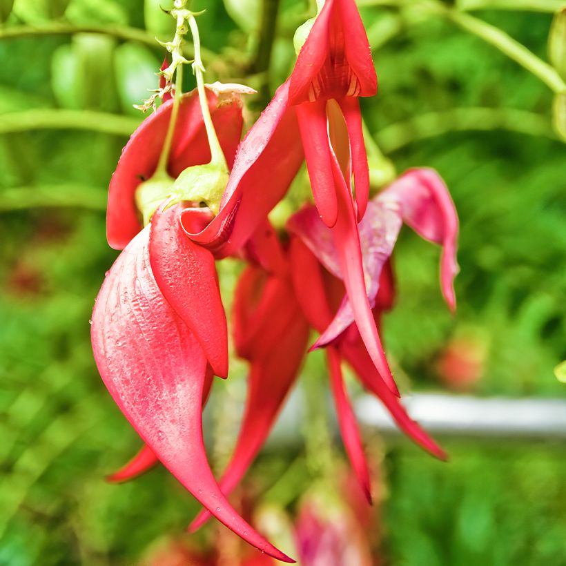 Graines de Clianthus puniceus (Floraison)