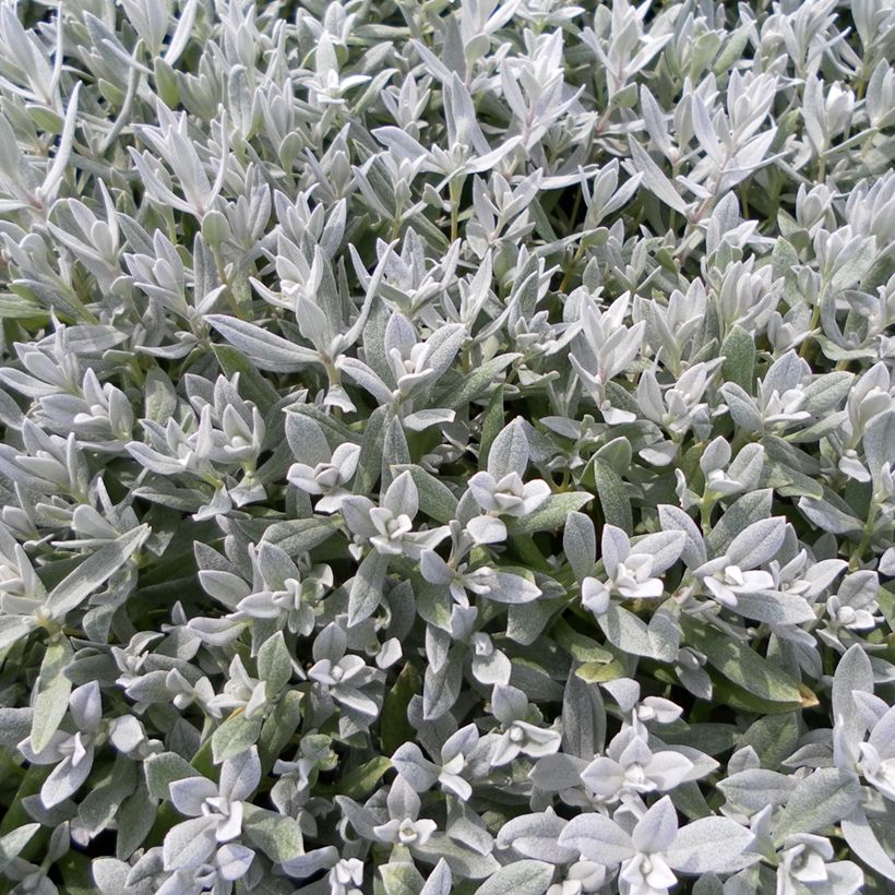 Graines de Corbeille d'Argent - Cerastium biebersteinii (Feuillage)