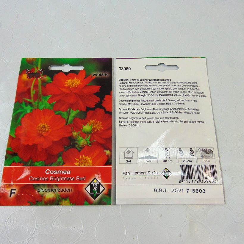 Exemple de spécimen de Graines de Cosmos Brightness Red - Cosmos sulphureus le sachet de 40 graines environ (0.5g) tel que livré