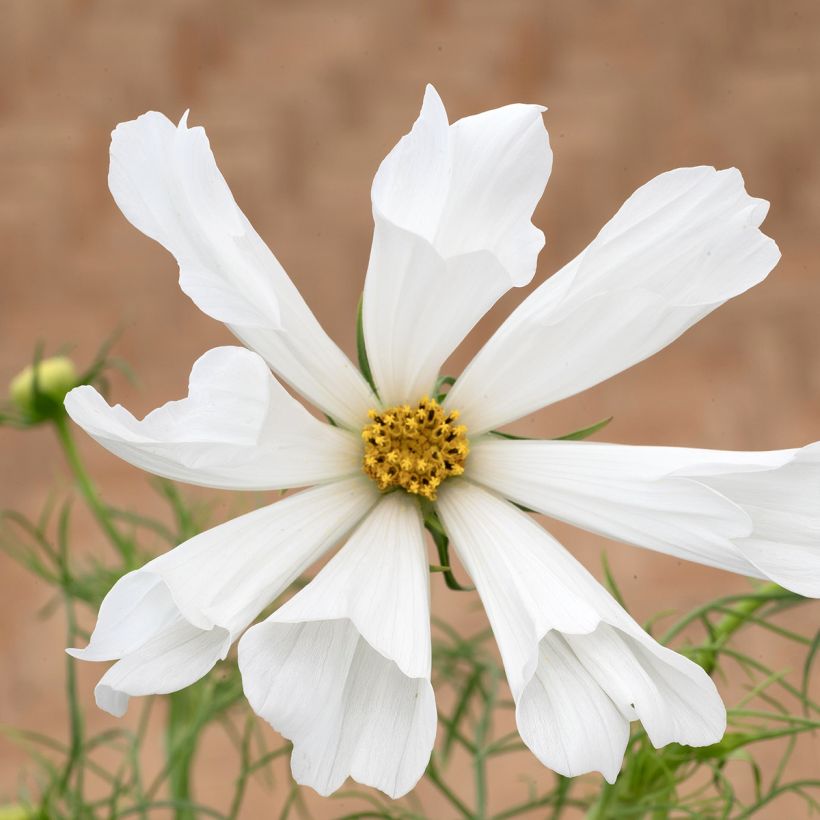 Graines de Cosmos nain Pinwheel White (Floraison)