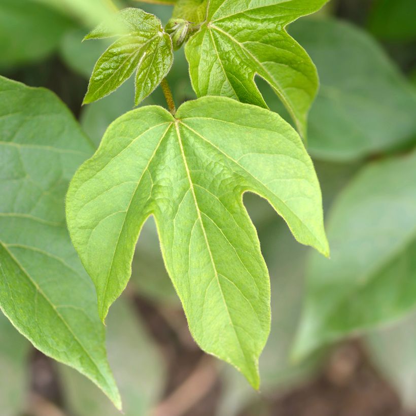 Graines de Coton - Gossypium herbaceum (Feuillage)