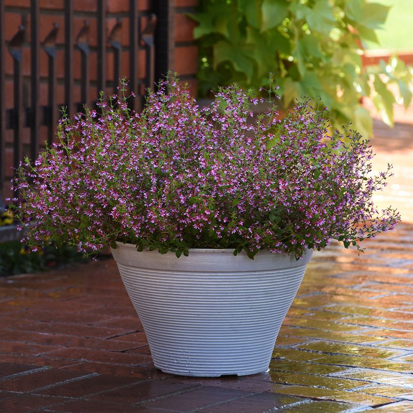 Graines de Cuphea Pink Shimmer (graines enrobées) (Port)