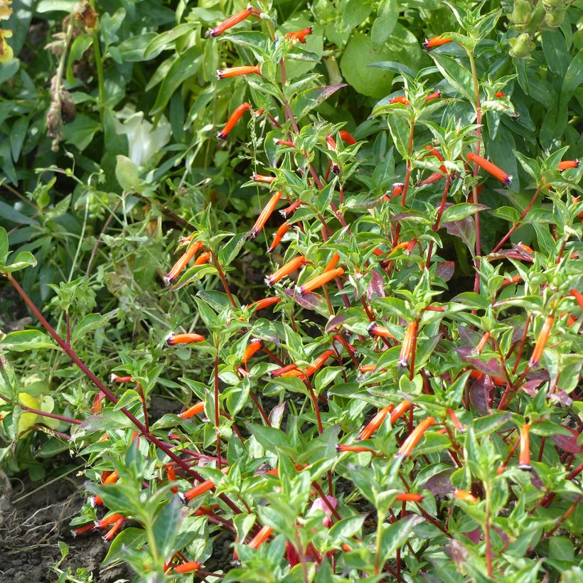 Graines de Cuphea ignea - Plante-cigarette (Port)