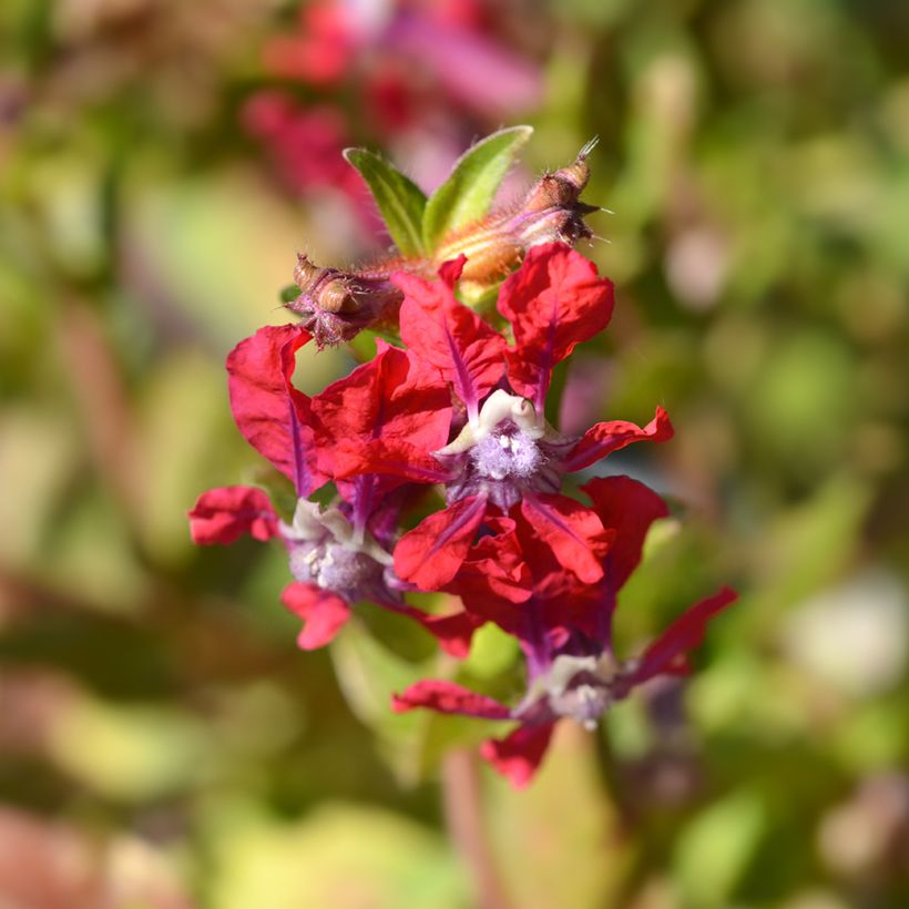 Graines de Cuphea miniata Mix (Floraison)