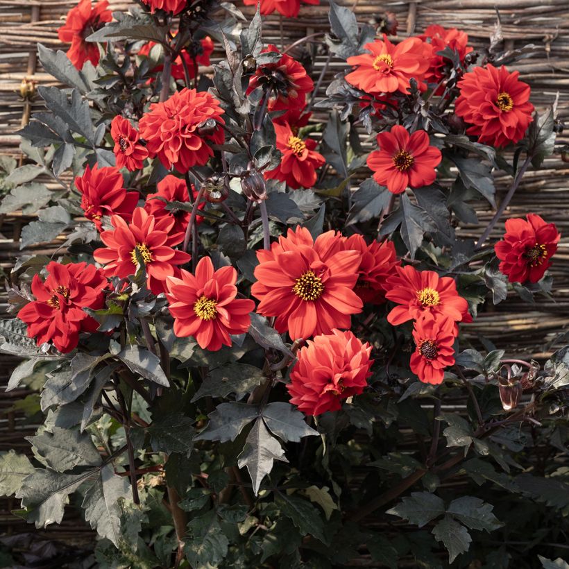 Graines de Dahlia Black Forest Ruby (Floraison)