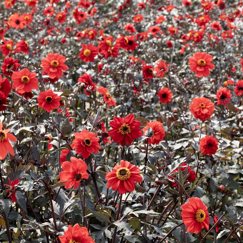 Graines de Dahlia Black Forest Ruby (Port)