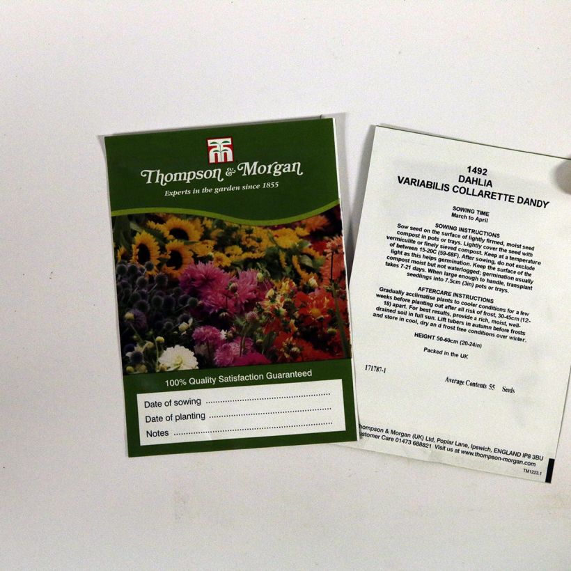 Exemple de spécimen de Graines de Dahlia nain Collarette Dandy en mélange le sachet de 55 graines environ tel que livré