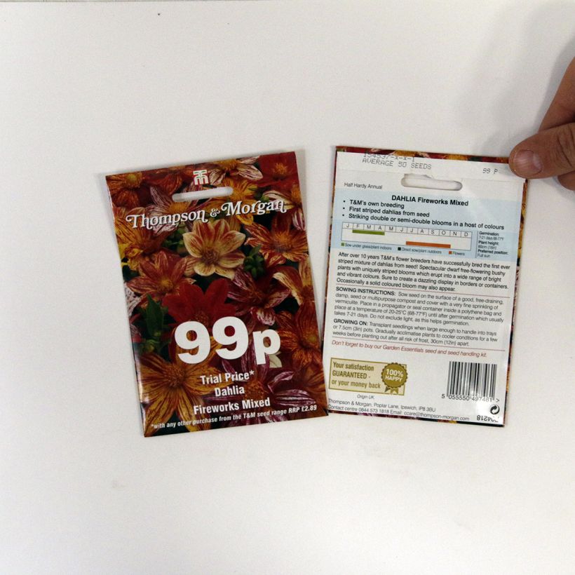 Exemple de spécimen de Graines de Dahlia nain Fireworks Mixed en mélange le sachet de 12 graines environ tel que livré