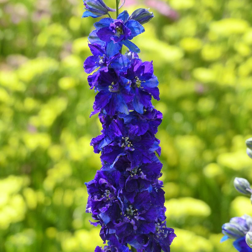 Graines de Delphinium Imperial QIS Dark Blue - Pied d'alouette annuel (Floraison)