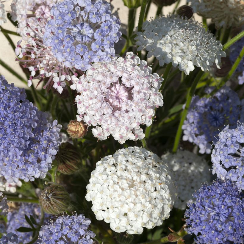 Graines de Didiscus caeruleus Lace Heavenly Umbels - Trachymène (Floraison)