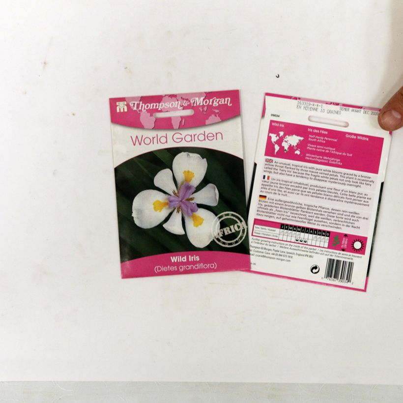 Exemple de spécimen de Graines de Dietes grandiflora - Iris des Fées le sachet de 10 graines environ tel que livré