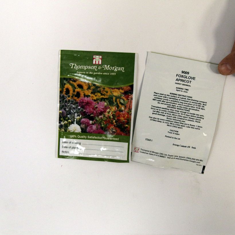 Exemple de spécimen de Graines de Digitale Apricot  - Digitalis purpurea le sachet de +/- 2550 graines environ (minimum 0,3g) tel que livré