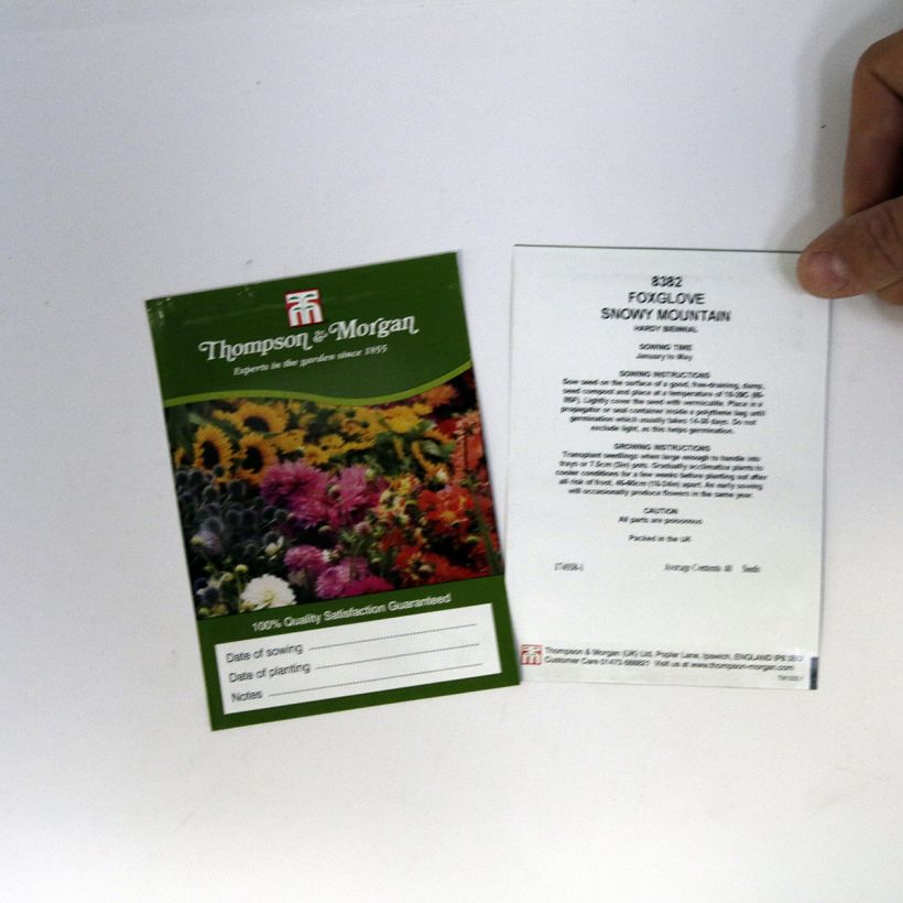 Exemple de spécimen de Graines de Digitale Snowy Mountain - Digitalis purpurea le sachet de 40 graines environ tel que livré