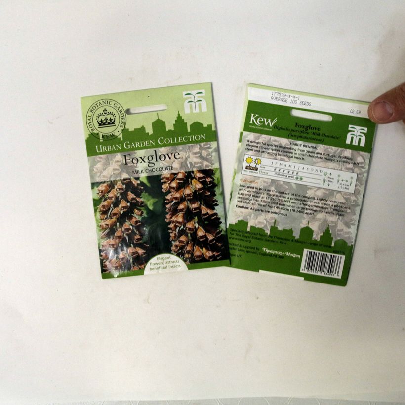 Exemple de spécimen de Graines de Digitale parviflora Milk Chocolate le sachet de 100 graines environ tel que livré