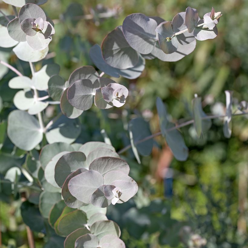 Graines d'Eucalyptus cinerea Silver Dollar - Gommier cendré (Feuillage)