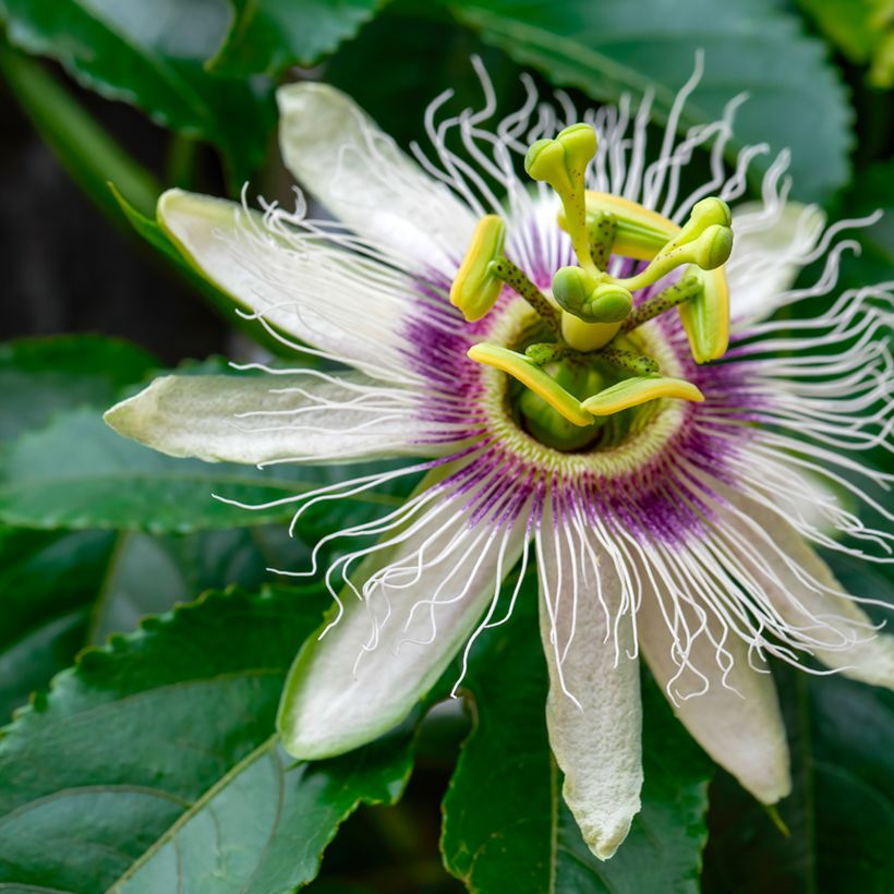 Graines de Fleur de la Passion - Passiflora edulis (Flowering)