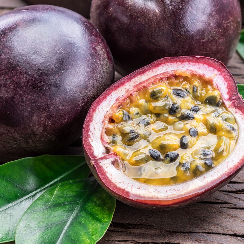 Graines de Fleur de la Passion - Passiflora edulis (Harvest)