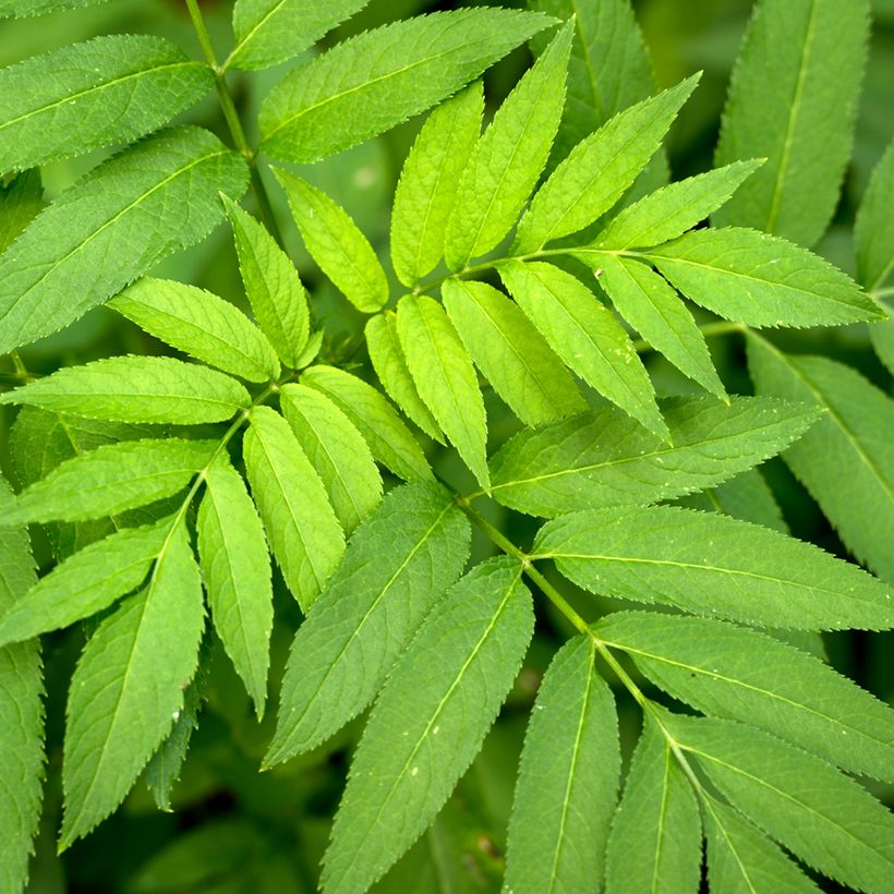 Graines de Frêne - Fraxinus excelsior (Feuillage)