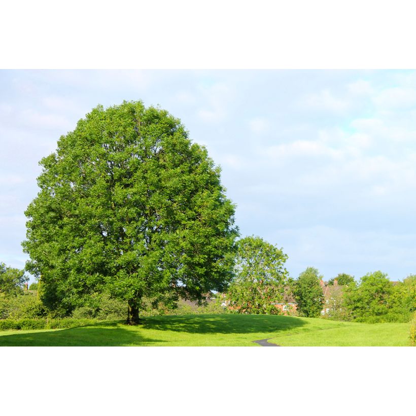 Graines de Frêne - Fraxinus excelsior (Port)