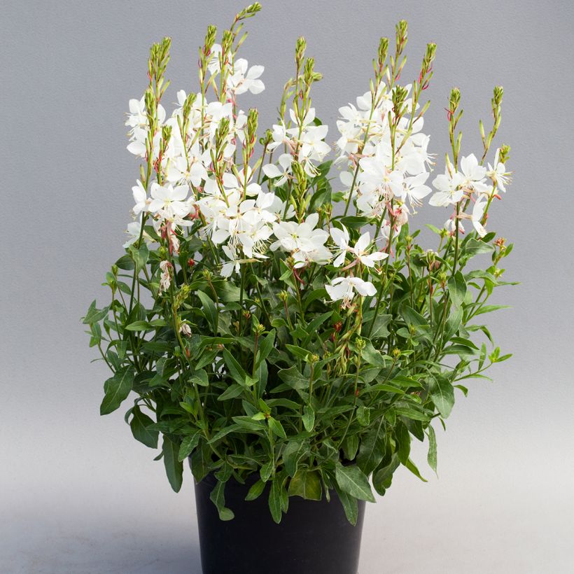 Graines de Gaura Emmeline White (Plant habit)
