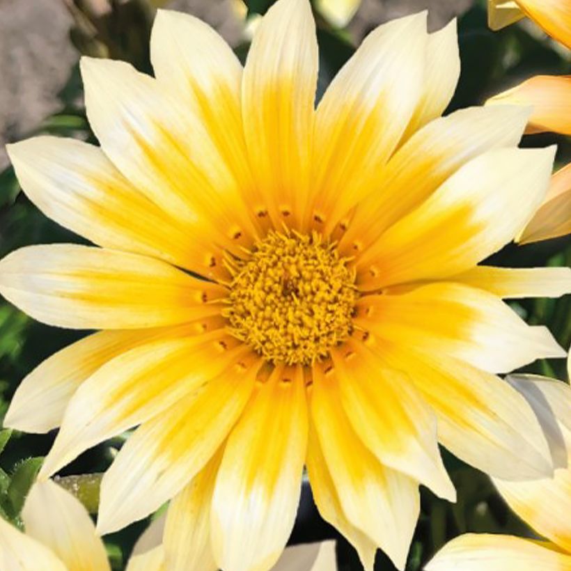 Graines de Gazania F1 Zany Sunny-Side Up  (Floraison)