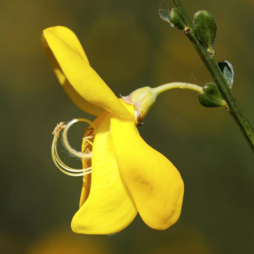 Graines de Genêt à balais - Cytisus scoparius (Flowering)