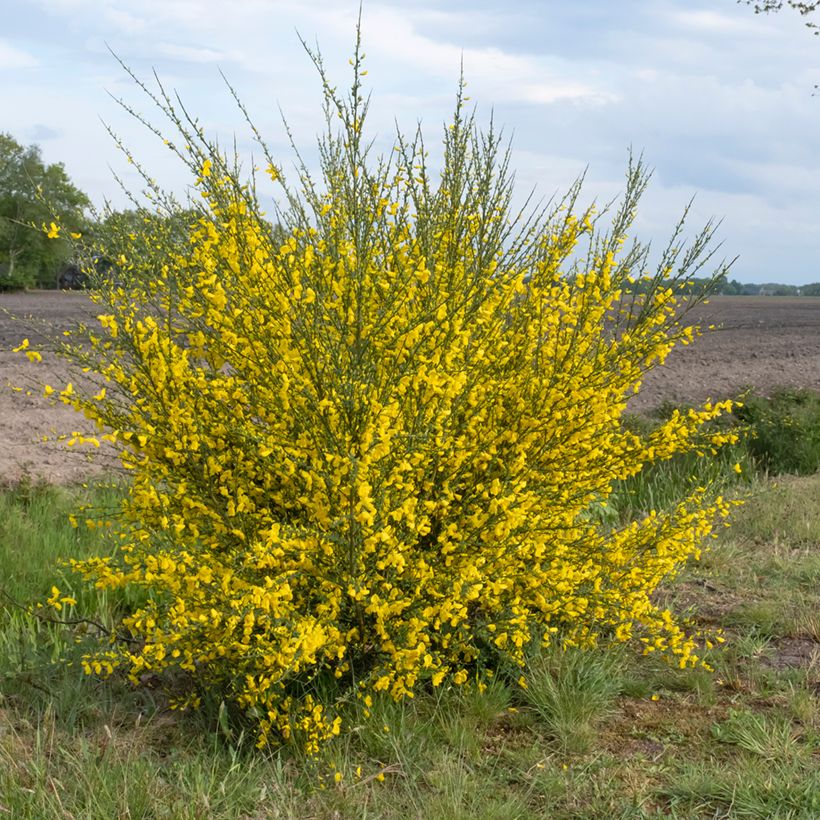 Graines de Genêt à balais - Cytisus scoparius (Plant habit)