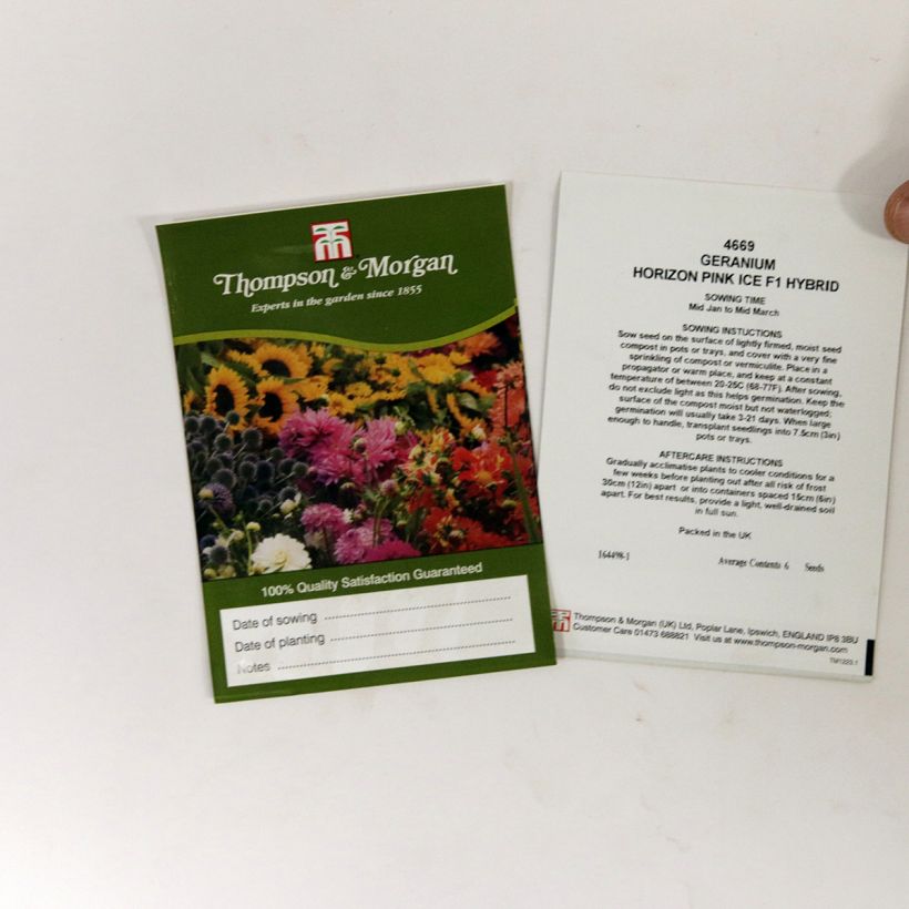 Exemple de spécimen de Graines de Géranium Horizon Pink Ice F1 - Pelargonium le sachet de 6 graines environ tel que livré