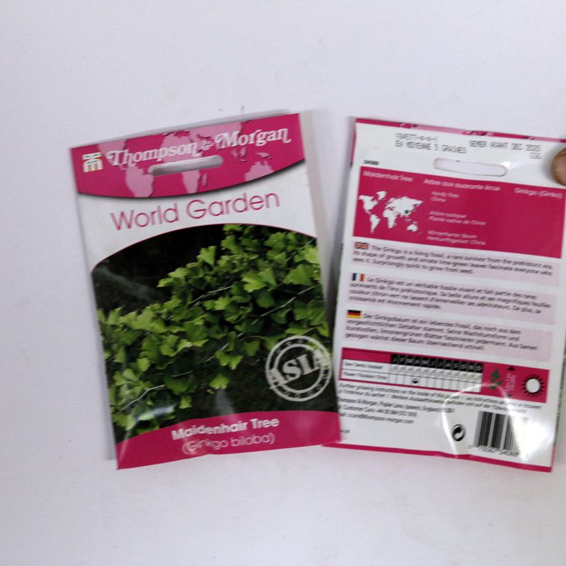 Exemple de spécimen de Graines de Ginkgo biloba - Arbre aux quarante écus le sachet de 5 graines environ (minimum 6g) tel que livré