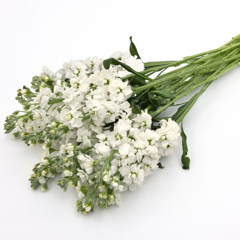 Graines de Giroflée quarantaine Katz Hi double White - Matthiola incana (Floraison)
