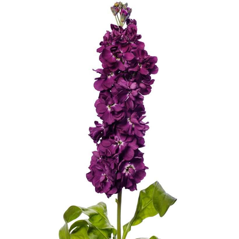 Graines de Giroflée quarantaine Milla Aubergine (Floraison)