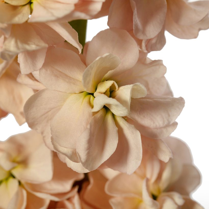 Graines de Giroflée quarantaine Milla Salmon (Floraison)