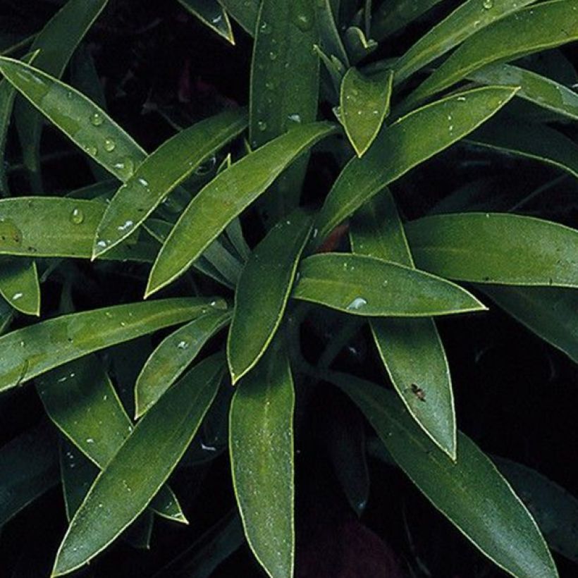 Graines de Giroflée ravenelle Bedder Scarlet - Erysimum ou Cheiranthus cheirii  (Feuillage)