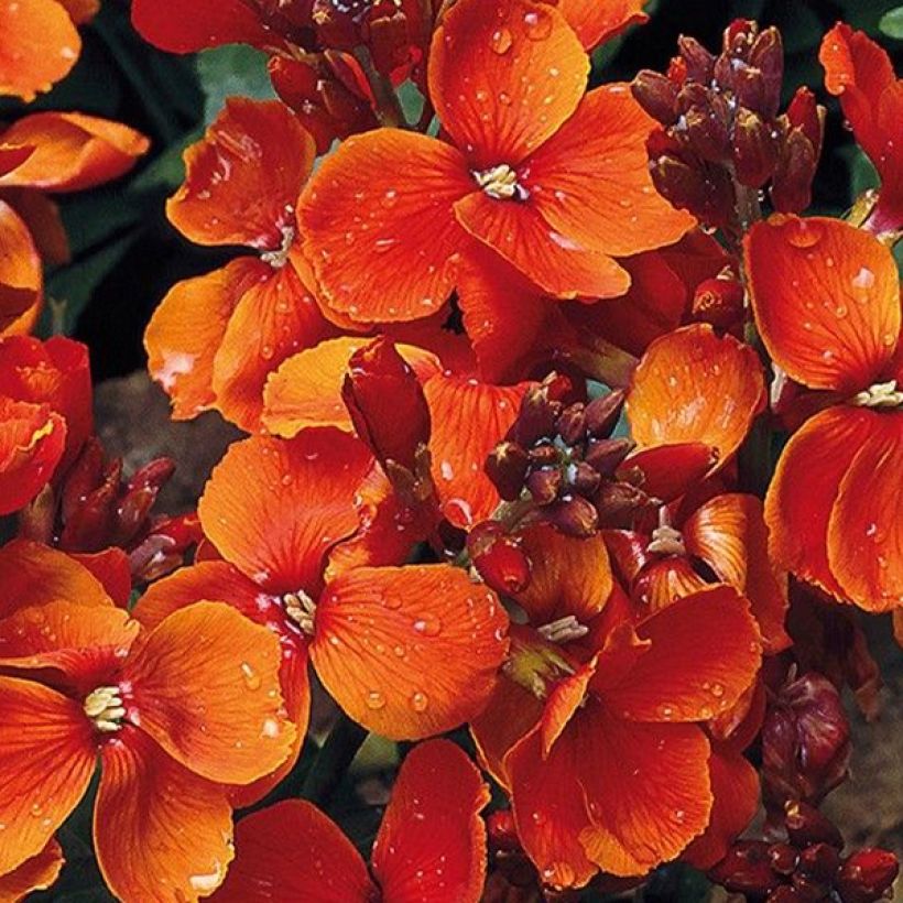 Graines de Giroflée ravenelle Bedder Scarlet - Erysimum ou Cheiranthus cheirii  (Floraison)