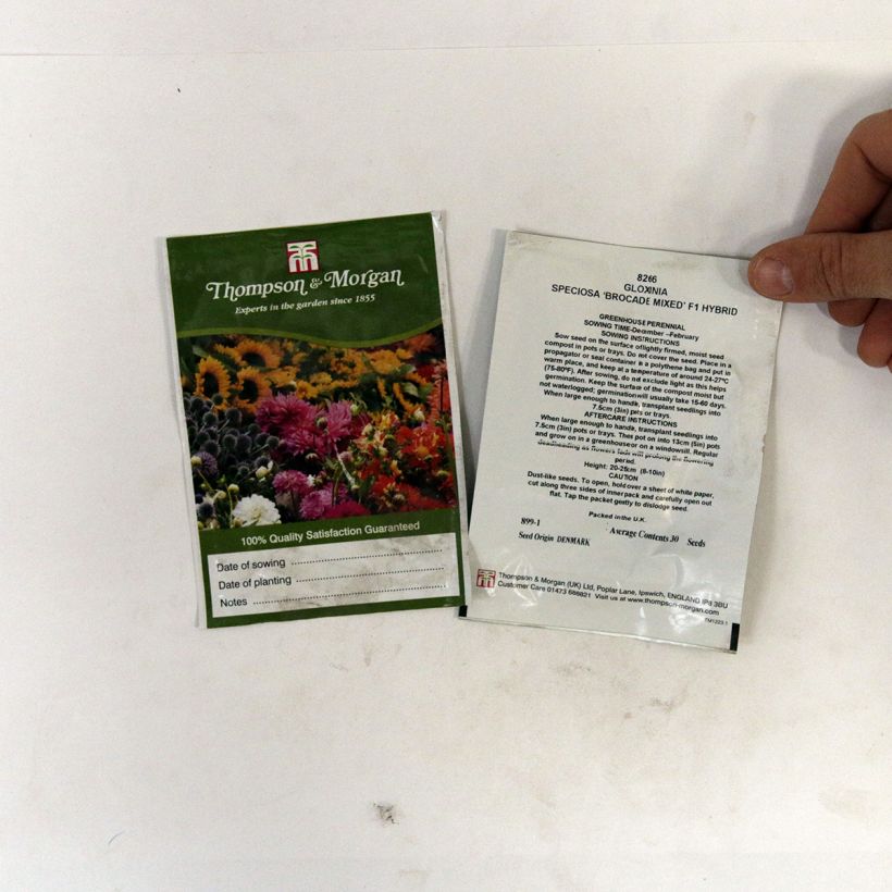 Exemple de spécimen de Graines de Gloxinia Brocade Double Mixed F1 Hybrid  - Gloxinia des fleuristes double en mélange le sachet de 30 graines environ tel que livré
