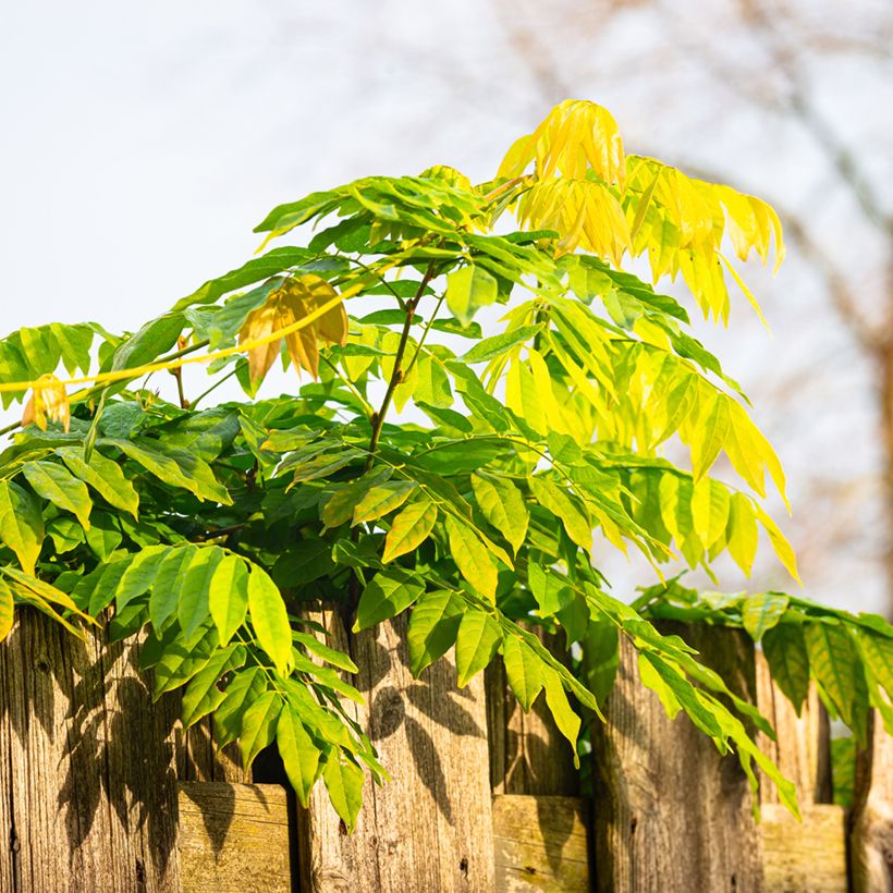 Graines de Glycine de Chine - Wisteria sinensis (Feuillage)