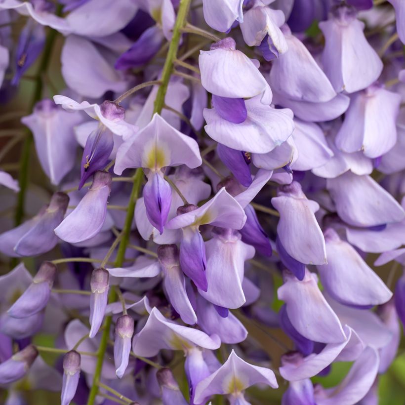 Graines de Glycine de Chine - Wisteria sinensis (Floraison)