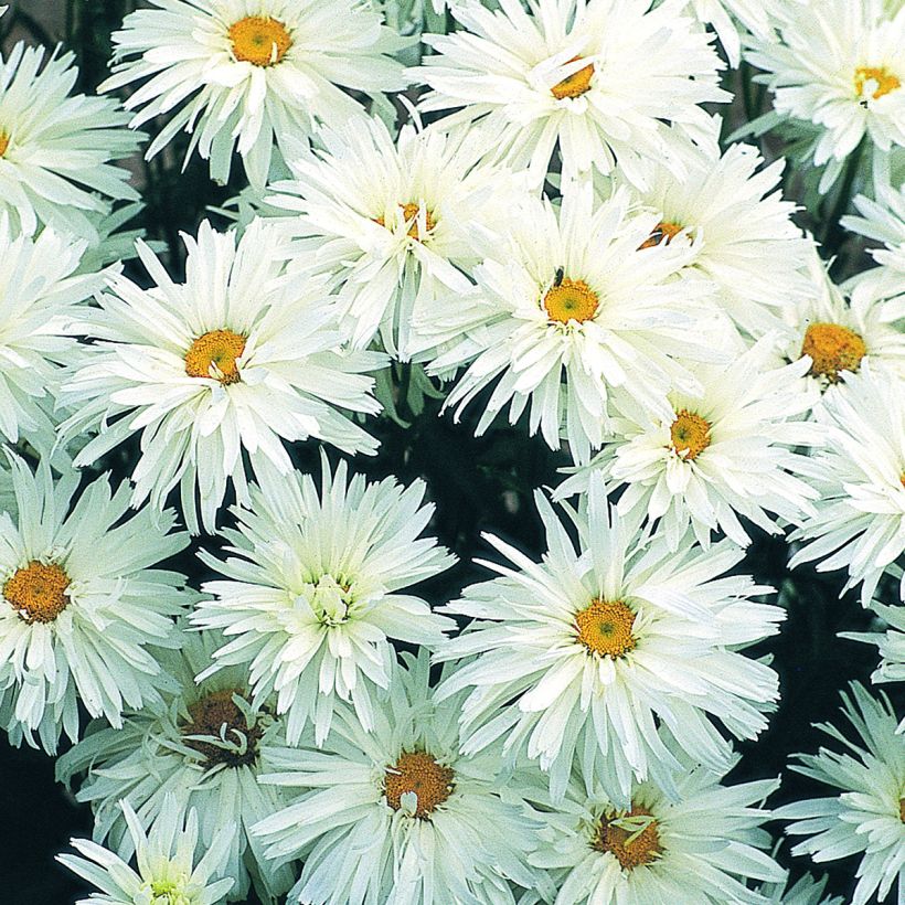 Graines de Grande marguerite Crazy Daisy - Leucanthemum x superbum (Floraison)