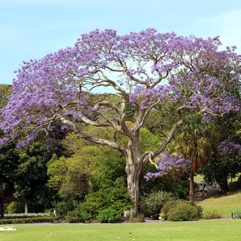 Graines de Jacaranda mimosifolia (Port)