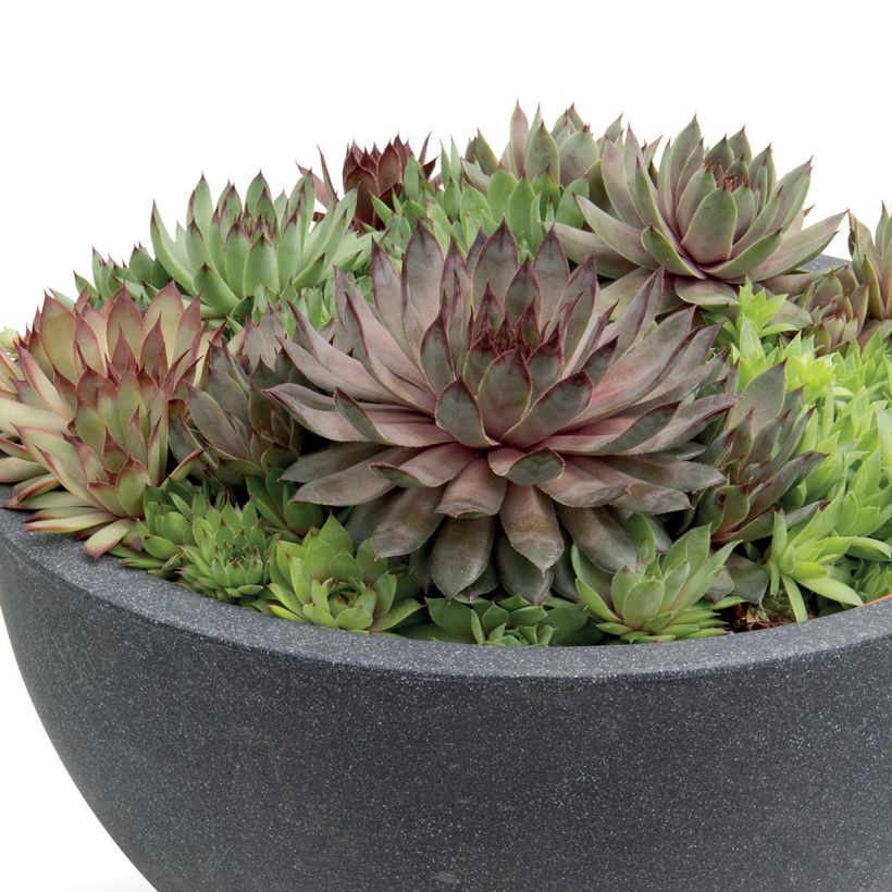 Graines de Joubarbe, Sempervivum Hippie Chicks (graines enrobées) (Port)