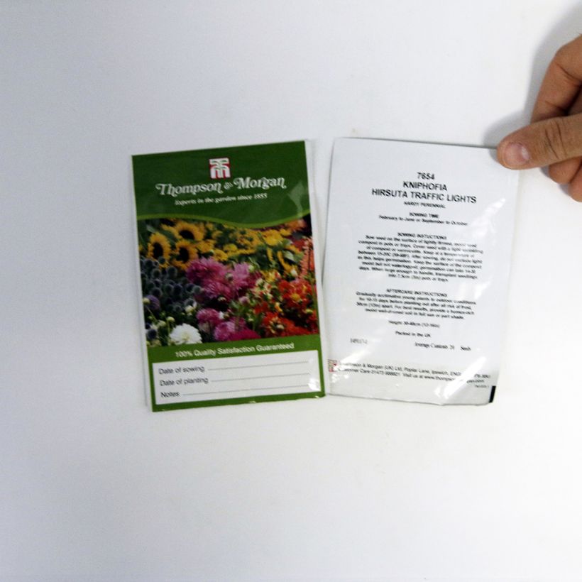 Exemple de spécimen de Graines de Kniphofia Red Hot Poker Traffic Lights - Tritoma le sachet de 20 graines environ tel que livré