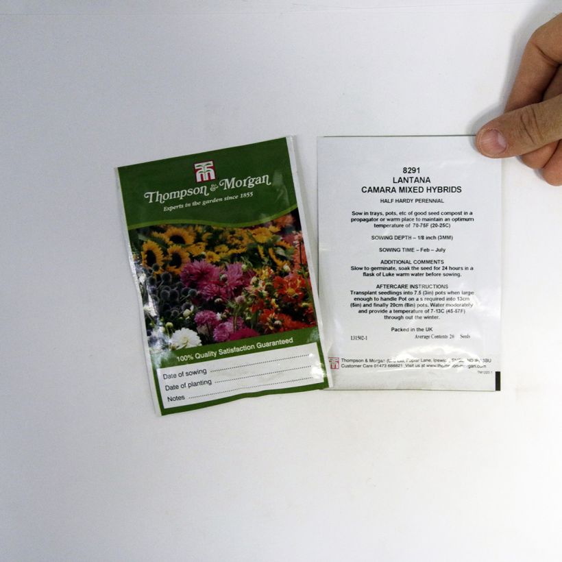 Exemple de spécimen de Graines de Lantana camara Mixed Hybrids - Lantana en mélange le sachet de 20 graines environ tel que livré